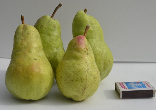 I migliori gradi di pere: descrizioni, piantatura e cura, foto