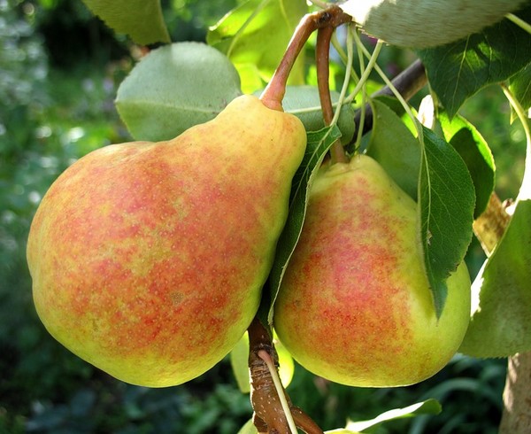 I migliori gradi di pere: descrizioni, piantatura e cura, foto