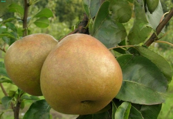 I migliori gradi di pere: descrizioni, piantatura e cura, foto