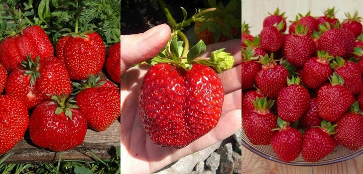 Le migliori fragole: descrizione, caratteristiche, foto