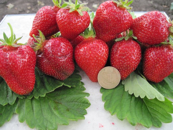 Le migliori fragole: descrizione, caratteristiche, foto