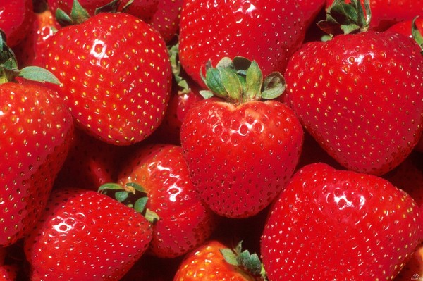 Le migliori fragole: descrizione, caratteristiche, foto