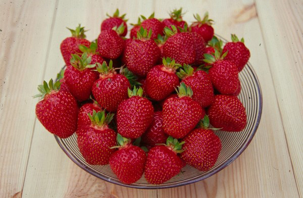 Le migliori fragole: descrizione, caratteristiche, foto