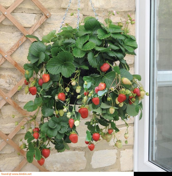 Le migliori fragole: descrizione, caratteristiche, foto