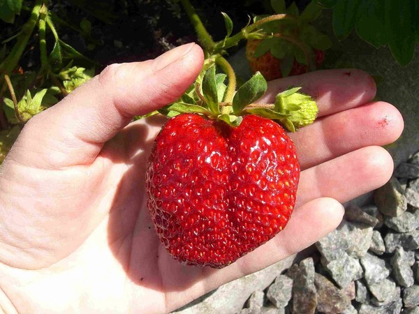 Le migliori fragole: descrizione, caratteristiche, foto
