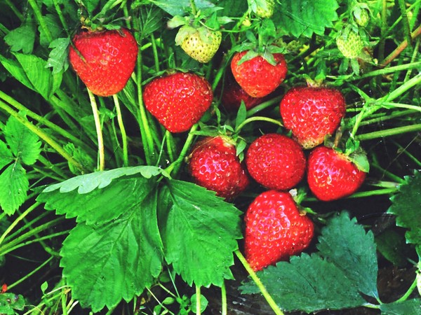 Le migliori fragole: descrizione, caratteristiche, foto
