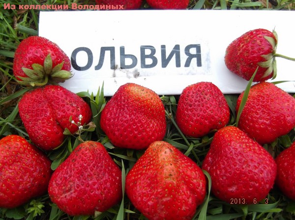 Le migliori fragole: descrizione, caratteristiche, foto