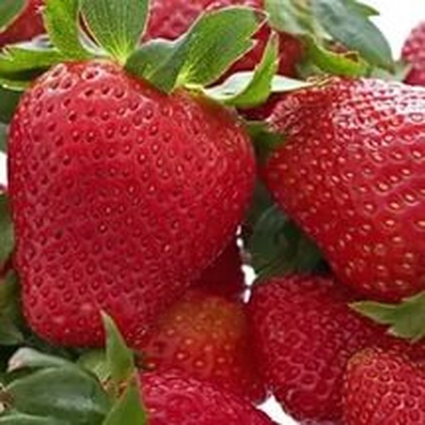 Le migliori fragole: descrizione, caratteristiche, foto