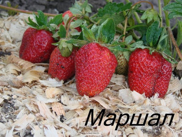 Le migliori fragole: descrizione, caratteristiche, foto