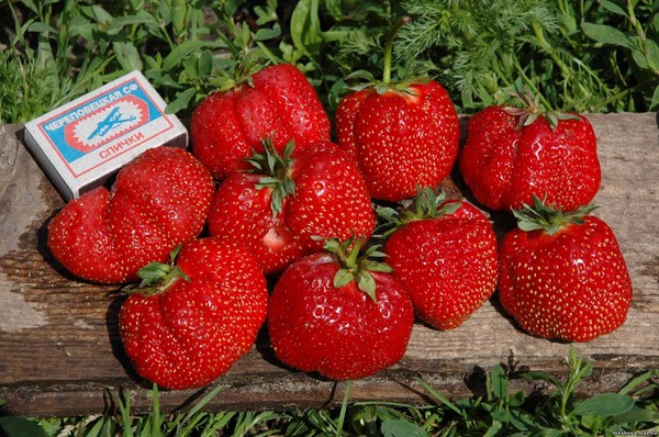 Le migliori fragole: descrizione, caratteristiche, foto