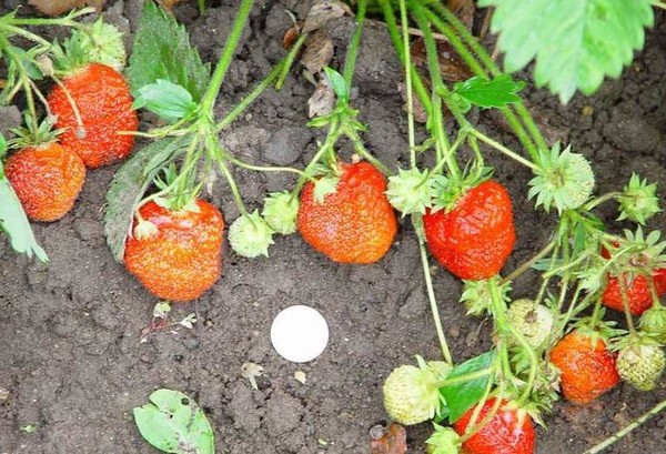 Le migliori fragole: descrizione, caratteristiche, foto