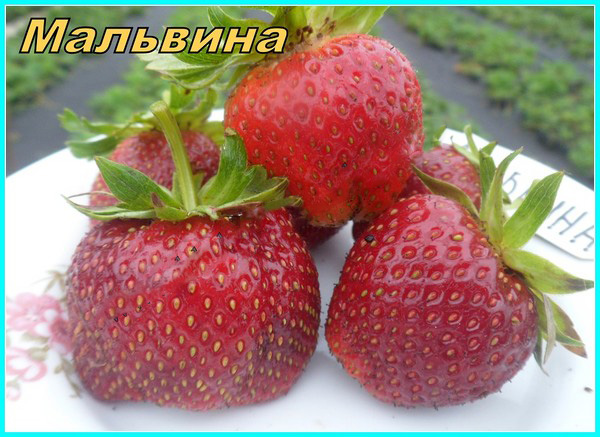 Le migliori fragole: descrizione, caratteristiche, foto