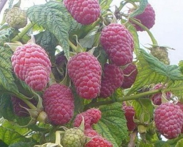 Le migliori varietà di lamponi - descrizioni, piantatura e cura, foto