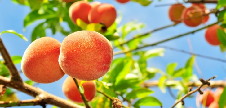 Likbez su varietà di pesche. Per la zona centrale della Russia, la regione di Mosca, la Crimea, il Kuban