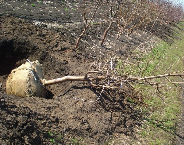 Likbez su varietà di pesche. Per la zona centrale della Russia, la regione di Mosca, la Crimea, il Kuban