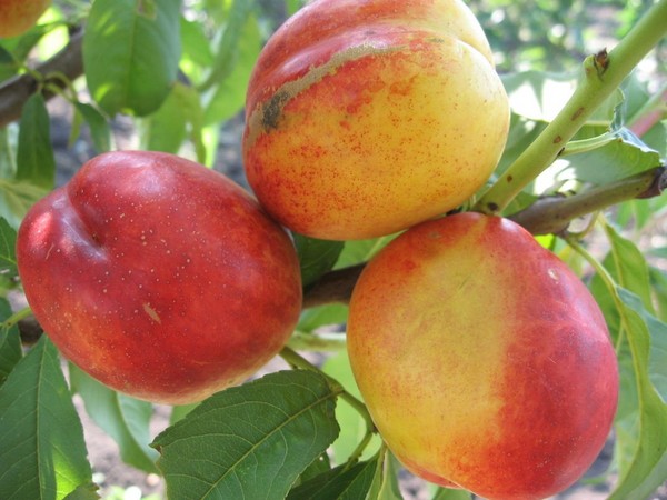 Likbez su varietà di pesche. Per la zona centrale della Russia, la regione di Mosca, la Crimea, il Kuban