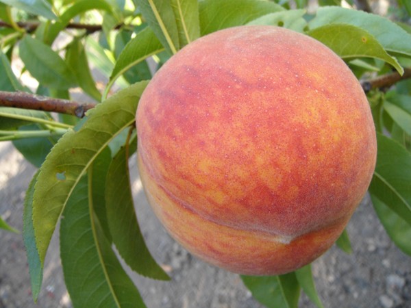 Likbez su varietà di pesche. Per la zona centrale della Russia, la regione di Mosca, la Crimea, il Kuban
