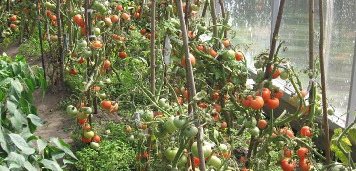 Le migliori varietà di pomodori per le serre