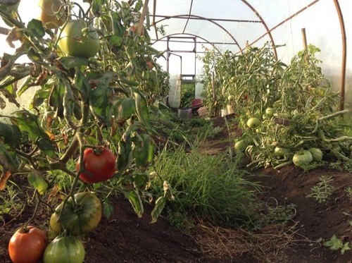 Le migliori varietà di pomodori per le serre