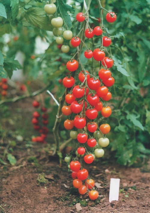 Le migliori varietà di pomodori per le serre