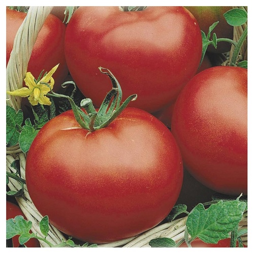 Le migliori varietà di pomodori per le serre