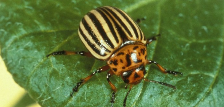 Invasore d'oltremare: metodi efficaci per combattere lo scarabeo della patata del Colorado