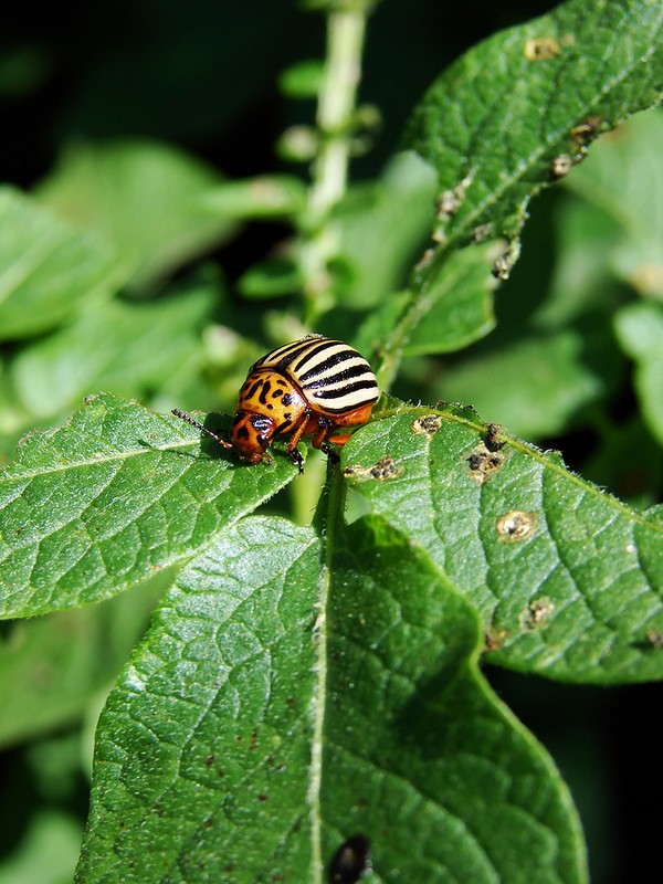 Invasore d'oltremare: metodi efficaci per combattere lo scarabeo della patata del Colorado