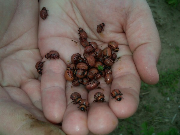 Invasore d'oltremare: metodi efficaci per combattere lo scarabeo della patata del Colorado