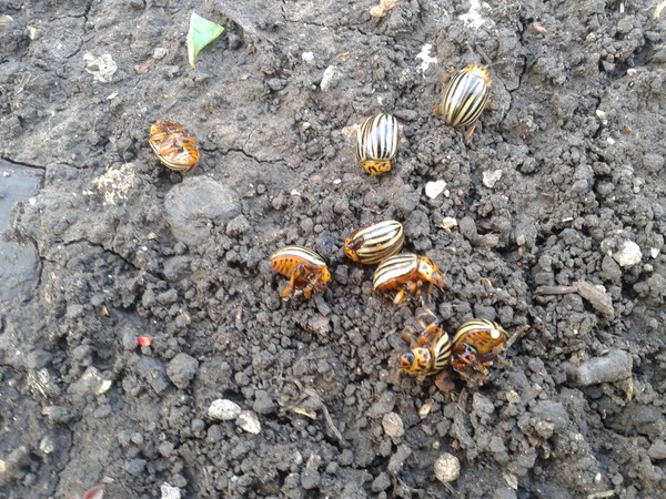 Invasore d'oltremare: metodi efficaci per combattere lo scarabeo della patata del Colorado