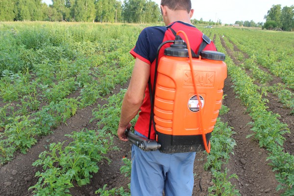 Invasore d'oltremare: metodi efficaci per combattere lo scarabeo della patata del Colorado