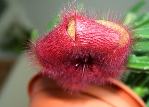 Stapelia: cura propria a casa, belle foto di fiori