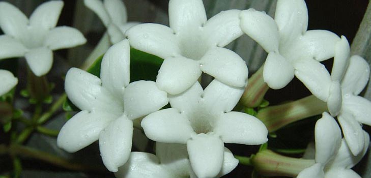 Stephanotis: cura e foto