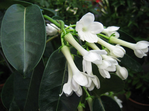 Come prendersi cura dei stephanotis di Floribunda