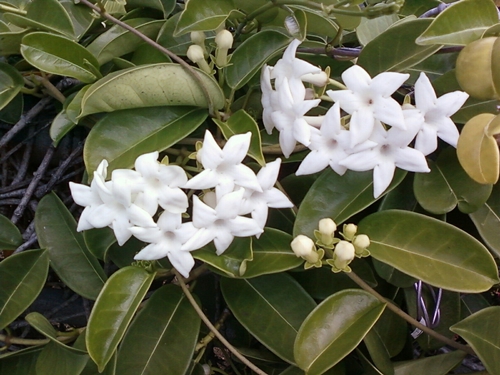 Stephanotis: cura e foto