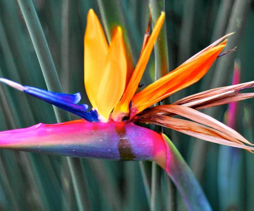 Strelitzia: foto e cura a casa
