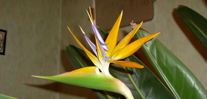Strelitzia royal: foto e cura adeguata a casa
