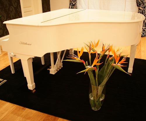 Cura della strelitzia