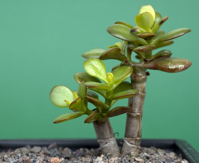Cura per Peony