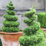 Arte topiaria Arte topiaria