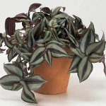 Tradescantia: descrizione e cura