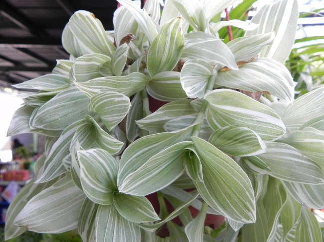 Tradescantia: descrizione e cura