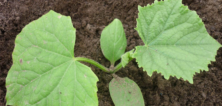 Fertilizzanti per i cetrioli: tipi e metodi di fertilizzazione