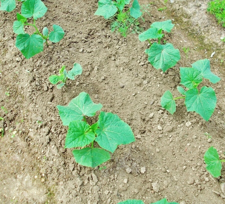 Fertilizzanti per i cetrioli: tipi e metodi di fertilizzazione