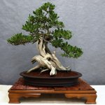 Cura per bonsai Cura per bonsai