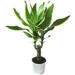 Cura per dracaena Cura per dracaena
