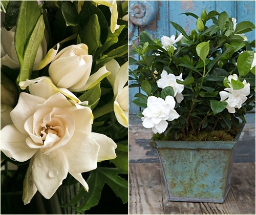 Cura per gardenia a casa, foto