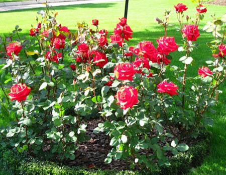 Prendersi cura delle rose dopo l'inverno