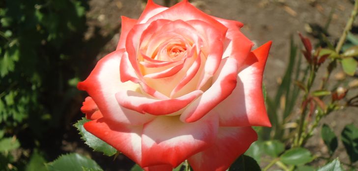 Come prendersi cura di rose di giardino