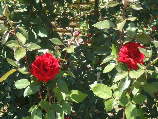 Come prendersi cura di rose di giardino