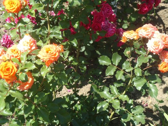 Come prendersi cura di rose di giardino